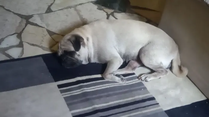 Pug fêmea doação