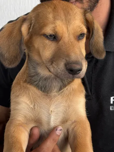 Doação Filhote Raça Pequena - 3 meses - Jd América