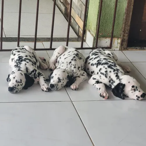 Vendo dalmata filhotes