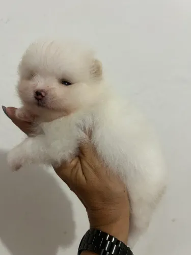 Vendo machinho spitz alemão 