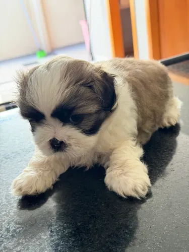 Shih Tzu - filhote 
