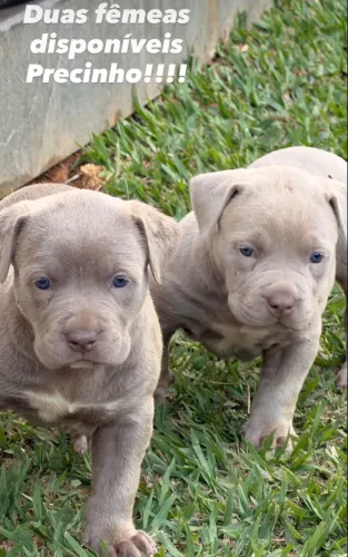 Pitbull Fêmea para doação