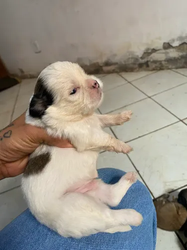 cachorro shituz com ilhasa 