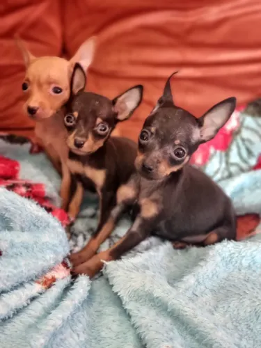 Pinscher 0 parcelamos