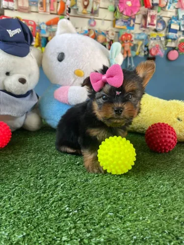 YorkShire terrier fêmea mini a pronta entrega