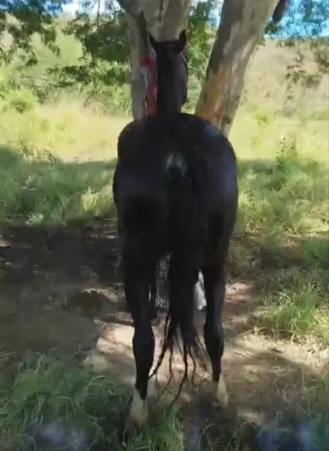 Cavalo mangalarga
