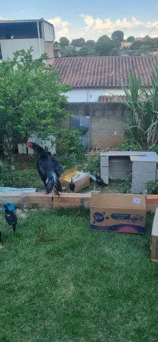 Vendo galo Índio de 2 anos muinto bunito