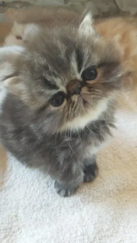 Gatinhos Persa Fofos