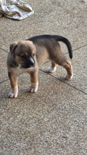 Doação de cachorros...