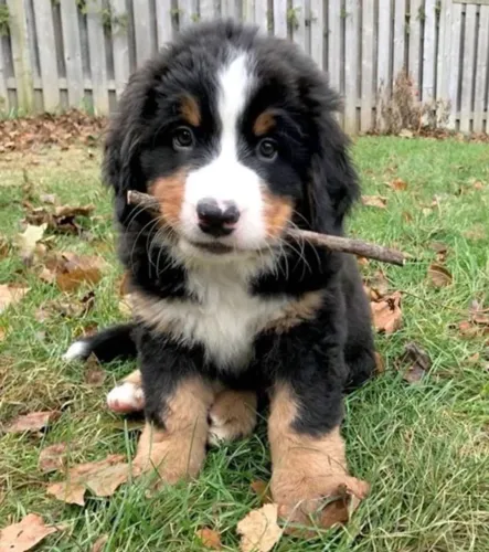 filhote de Bernese reserve o seu agora