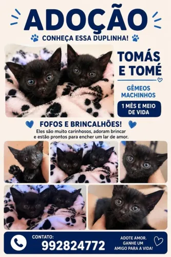 Gatinhos machos