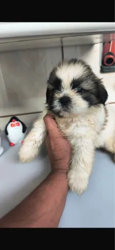 Shih-tzu branco e preto com 64 dias