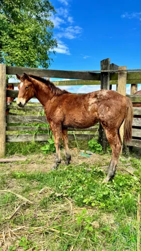 Potro Appaloosa 7/8