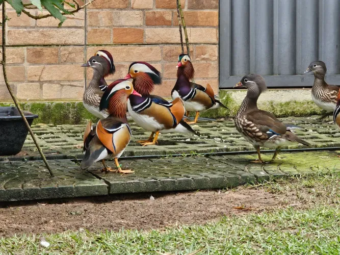 Pato Mandarim 