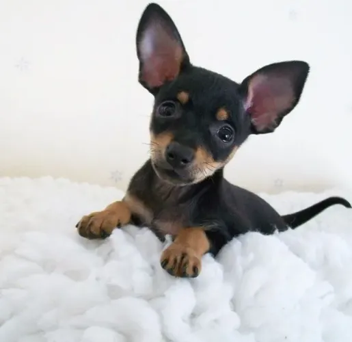 Pinscher miniatura tamanho zero