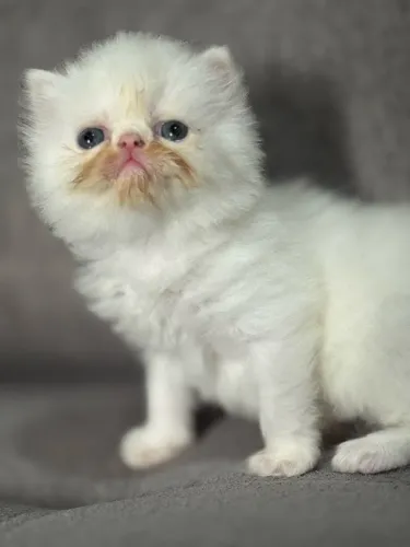 Filhote de gata persa 