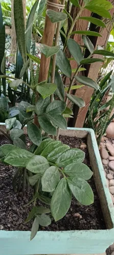 Vaso em cimento com planta e adubo