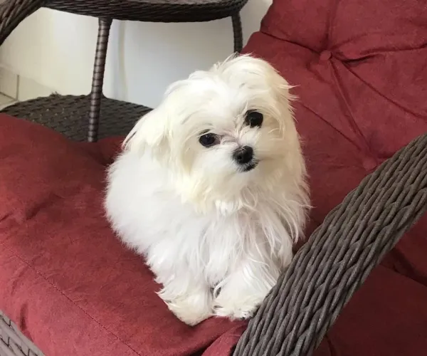 Filhote Maltês, Um novo amigo peludo está esperando para te amar!