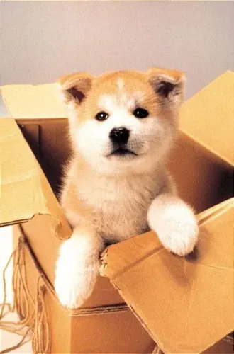 A Força e Lealdade do Akita