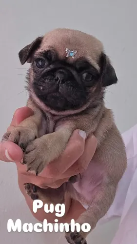 Pug Machinho abrico em ate 10x sem juros
