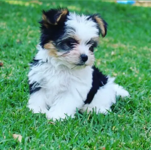 Biewer Terrier - Encanto e Delicadeza em Quatro Patas