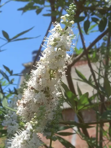 Mudas de  vitex agnus castus