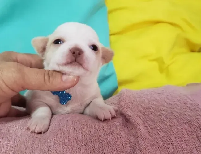 Chihuahua Mini Branco e Creme Fêmea - Perfeita Para Pequenos 