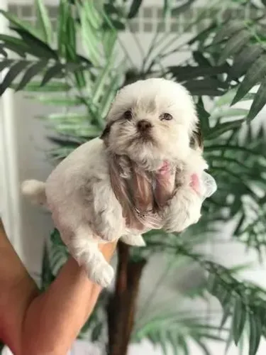 Shih tzu Macho Vacinação Importada, Pedigree e Contrato para Sua Total Tranquilidade