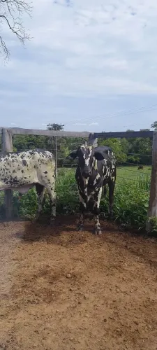 Nelore Pintado Garrotes P.O