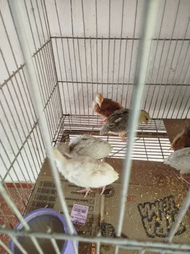 Peruzinhos disponíveis 