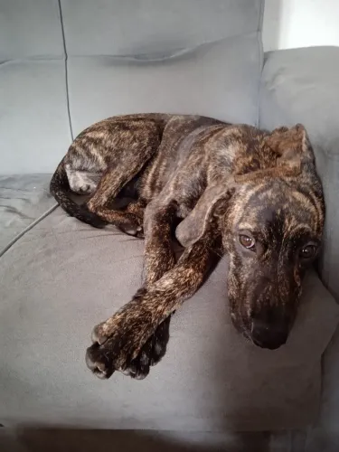 Doando cachorra mestiça