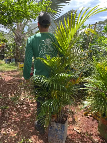 Muda de Areca bambu