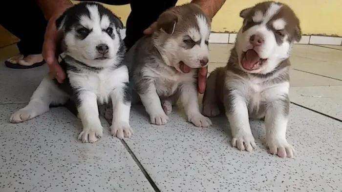 Husky Siberiano: Filhotes Prontos para Aventuras ? Vacinas em Dia e Cheios de Energia!
