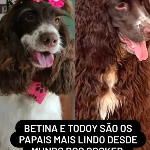 Filhotes de Cocker fêmea linhagem fígado 