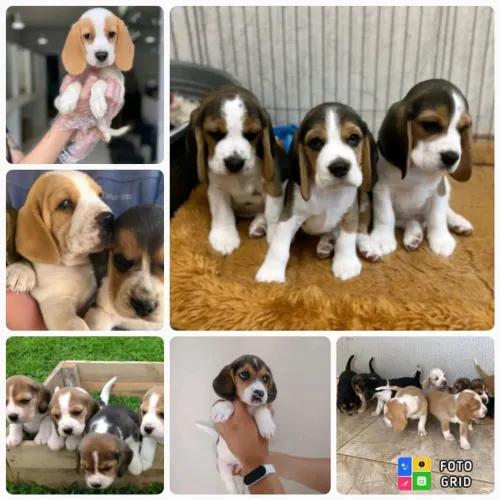 Filhotes de Beagle 