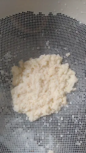 Grãos de Kefir para produção