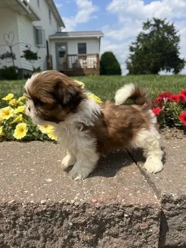 Shih tzu Esse cachorrinho pode ser o novo amor da sua vida
