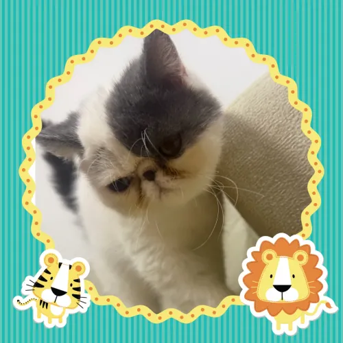 Vendo lindo gato persa exótico macho