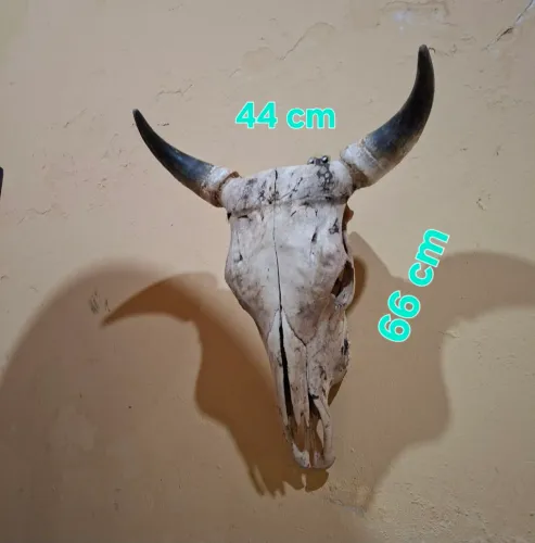 Cabeça de boi original 