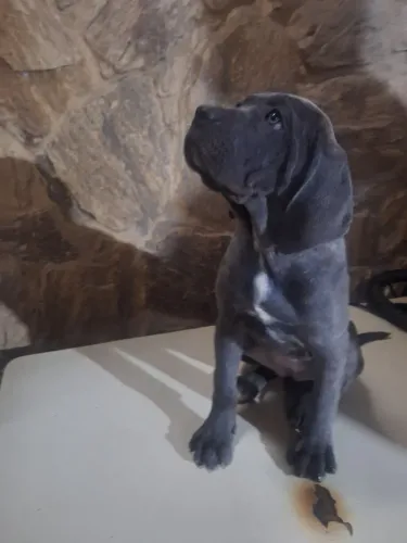 Filhote de Cane Corso