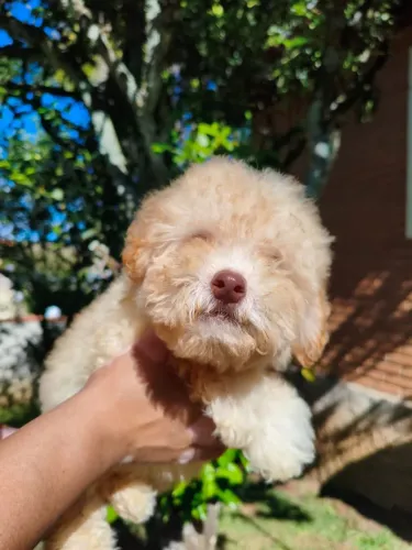 Poodle - Pequenos filhotes cheios de alegria e companheirismo