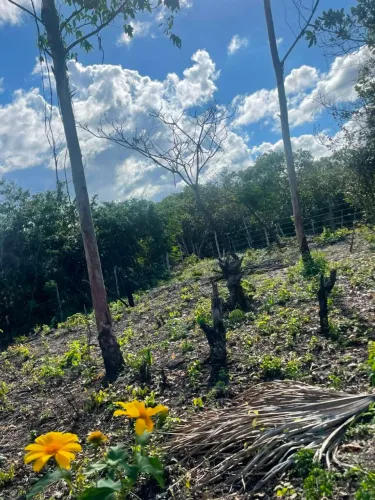 Terreno na MA - 402. A 20km de Barreirinhas (Rio agua corrente))