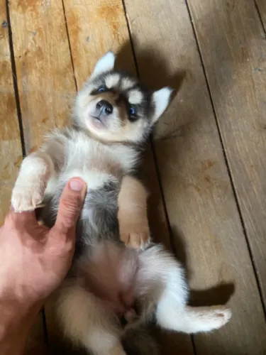 Filhotes Husky Siberiano SP