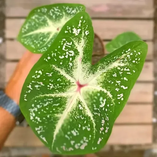 Caladium Rosebud 45,00
