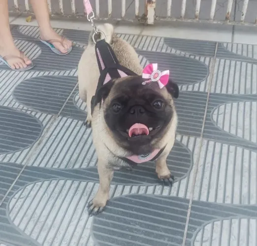 Procuro um macho pug para namorar.