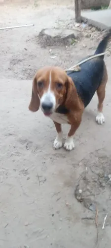 Cadela fêmea da raça beagle ...a procura de um cão da mesma raça para cruza