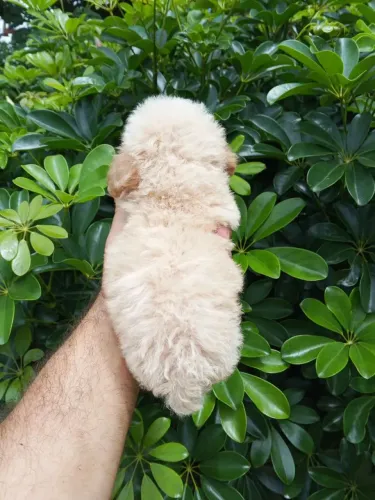 FILHOTE DE POODLE MACHO À VENDA - CARUARU/PE