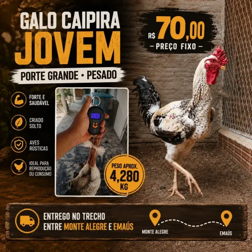 Galo caipira 
