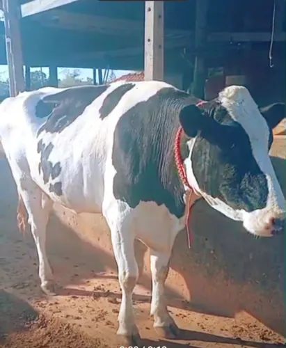 Vaca Girolanda 