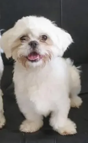 Shihtzu para doação